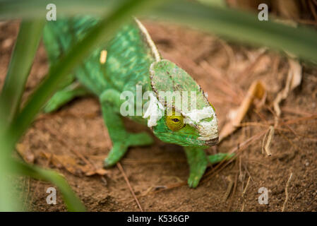 Oustalet's chameleon, Furcifer oustaleti , Croc Farm, Antananarivo, Madagascar Stock Photo