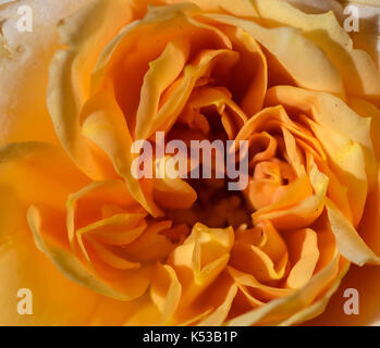 Focus stacked photograph of a yellow, orange and red rose flower, macro closeup, showing petals details and center Stock Photo