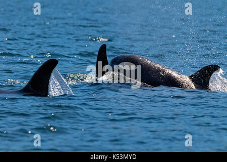 A 30 northern resident killer whales in Johnstone Strait off Vancouver Island, Briotish Columbia, Canada. Stock Photo