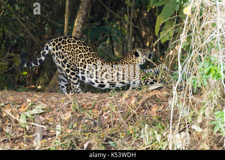 Jaguar on riverbank from Pantanal, Brazil. Wild brazilian feline. Nature and wildlife. Panthera onca Stock Photo