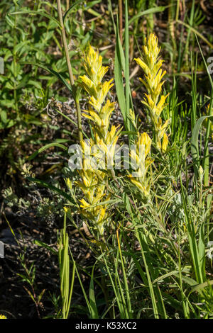 Western Yellow Paintbrush Castilleja occidentalis Lower Cataract Lake, south of Kremmling, Colorado, United States 2 July 2017      Orobanchaceae Stock Photo