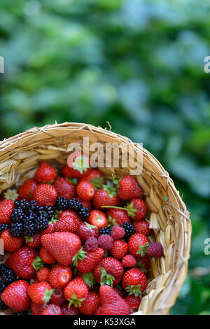 Home grown freshly picked strawberries, blackberries and raspberries in a straw basket with green garden background Stock Photo