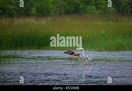 A Grey Heron and a juvenile painted stork in river Stock Photo
