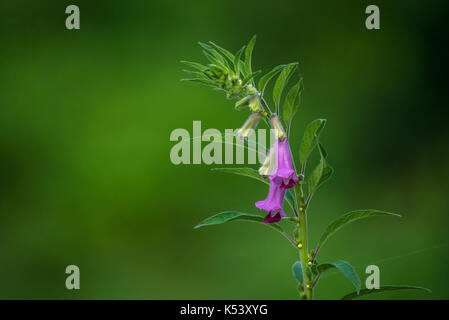 A Close Up shot of Pink Flowers in a Sesame plant Stock Photo