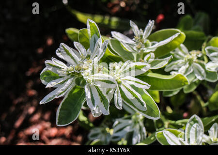 Euphorbia marginata Stock Photo