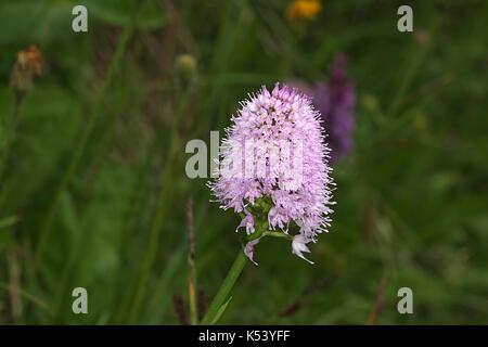 Pink Globe Orchid Traunsteinera globosa growing in alpine habitat Austria Stock Photo