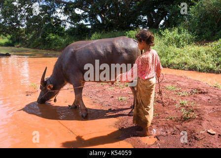 Young girl leading a water buffalo to drink dirty water, Shan State, Myanmar, Burma, South East Asia Stock Photo