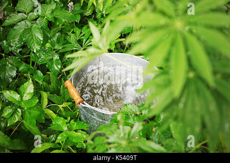 Summer downpour. Full bucket with rain water in grass Stock Photo