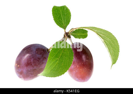 Purple Fresh ripe plums on the branch with leaves on white background Stock Photo