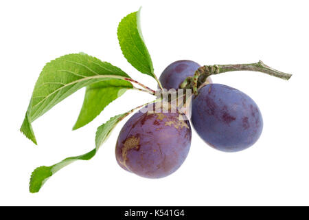 Purple Fresh ripe plums on the branch with leaves on white background Stock Photo