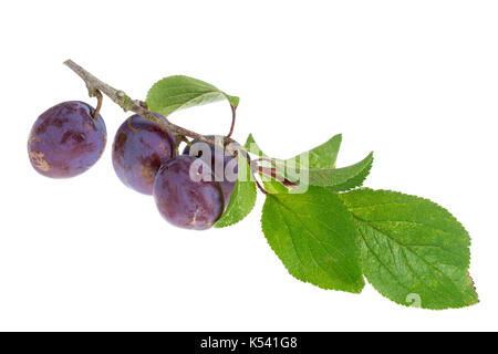 Purple Fresh ripe plums on the branch with leaves on white background Stock Photo