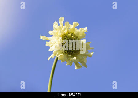 Single Giant Scabious pale yellow flower Stock Photo