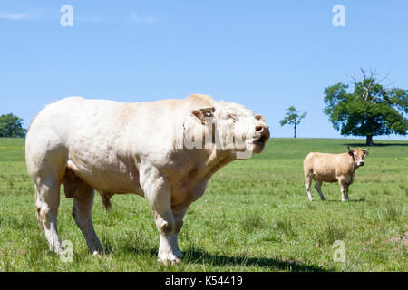 Large white Charolais beef bull standing bellowing in a lush green spring pasture with a Parthenais cow in the background. Close up view on the skylin Stock Photo