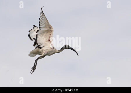 African sacred ibis Stock Photo