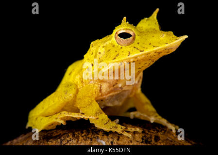 Solomon Island Leaf Frog, Ceratobatrachus guentheri Stock Photo