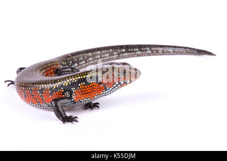 Giant fire skink, Lepidothyris fernandi fernandi Stock Photo