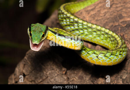 Pacific Coast Parrotsnake (Leptophis diplotropis) from Sonora, México ...