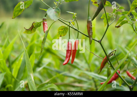 Red chillies growing on farm in the Shan State, Burma, Myanmar, Asia Stock Photo