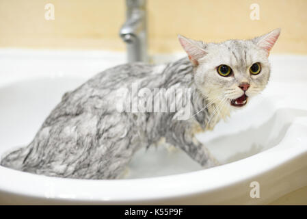 Cat taking a bath Stock Photo