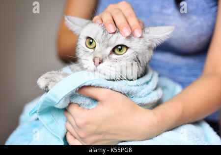 Woman holding a cat just been washed Stock Photo