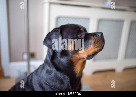 Adorable alert Rottweiller side profile waiting for a treat Stock Photo