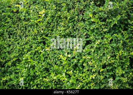 Green leaves wall Stock Photo
