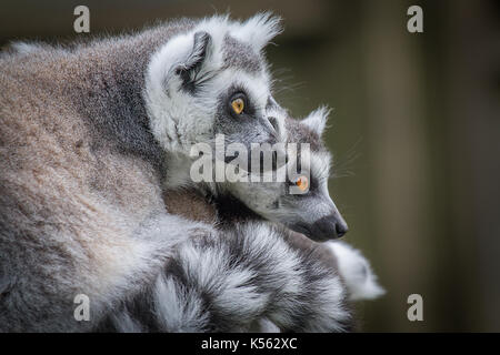 Close up of two ring tailed lemurs looking towards the right in side profile and staring inquisitively Stock Photo