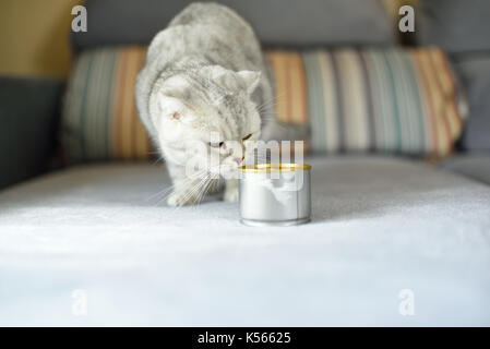 gray shorthair cat and food can Stock Photo