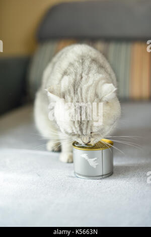 gray shorthair cat and food can Stock Photo