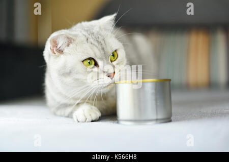 gray shorthair cat and food can Stock Photo