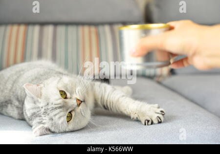 gray shorthair cat and food can Stock Photo