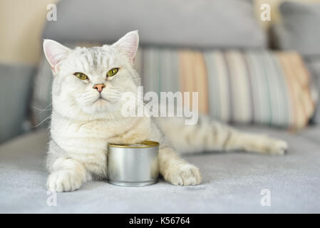 gray shorthair cat and food can Stock Photo