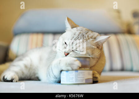 gray shorthair cat and food can Stock Photo