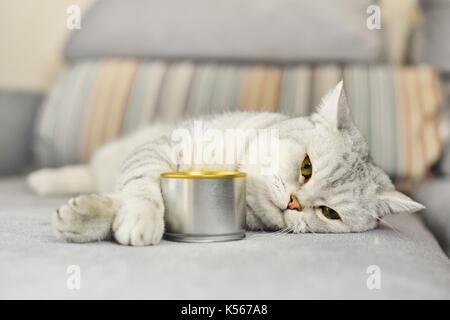 gray shorthair cat and food can Stock Photo