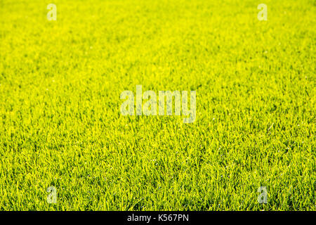 Green grass background of a short cut golf lawn Stock Photo