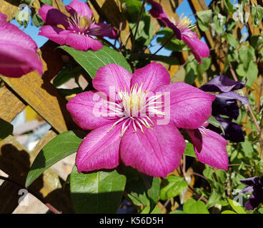 Clematis; Ville; de; Lyon, Clematis-Hybride