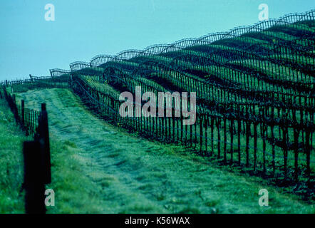 vineyards in spring, Carneros, Napa Valley, California Stock Photo