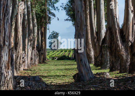 eucalyptus and vines at Carneros, Napa Valley, CA Stock Photo