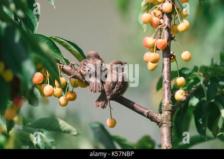 Two young sparrows are sitting on a cherry tree branch in the garden Stock Photo