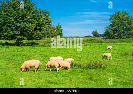 Sunny day in English countryside in Norfolk. Sheep grazing in a meadow. Stock Photo