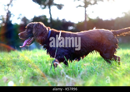 Cocker spaniel, wet in a field. Stock Photo