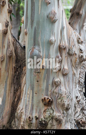 Eucalyptus at Cline Cellars, Carneros, California Stock Photo