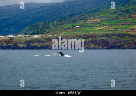 A young humpback whale dives close to the coast of Pico island in the Azores. Stock Photo