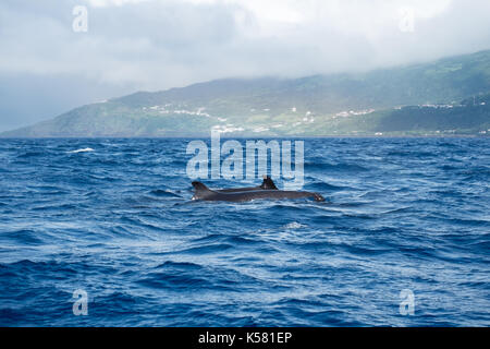 False killer whales (Pseudorca crassidens) in the Atlantic with a misty island of the Azores archipelago. Stock Photo