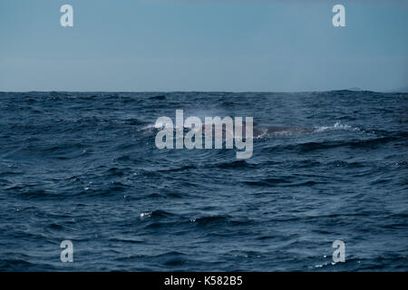 A fin whale (Balaenoptera physalus) surfacing near to the Azores Stock Photo
