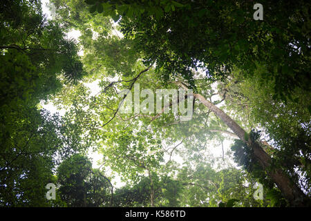 Rainforest of Ilhabela State Park in SE Brazil Stock Photo