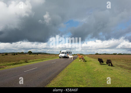 New Forest animals blocking a road at Bramble Hill, New Forest National Park, Hampshire, UK. 8th September, 2017. Ponies cause a vehicle to slow down, stop and go around. Stock Photo