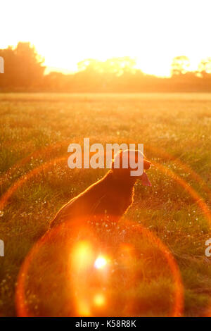 Cocker spaniel, vintage lend flare Stock Photo