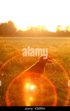 Cocker spaniel, vintage lend flare Stock Photo