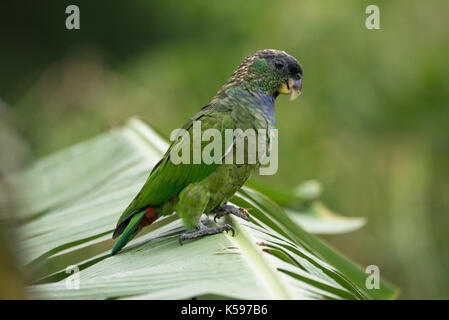 Scaly-headed Parrot (Pionus maximiliani) from the Atlantic Rainforest of SE Brazil Stock Photo